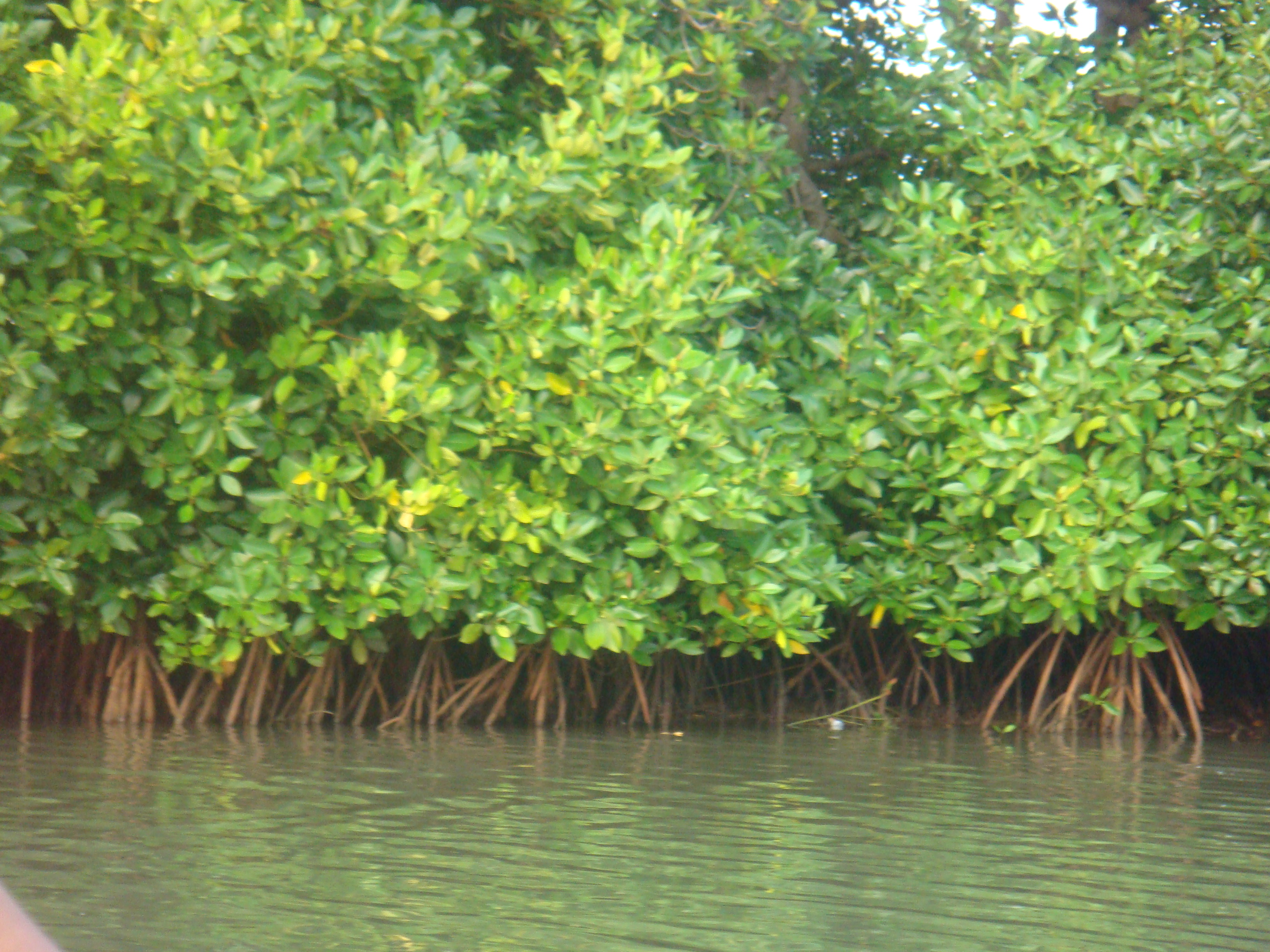 Mangrove – Perspektif